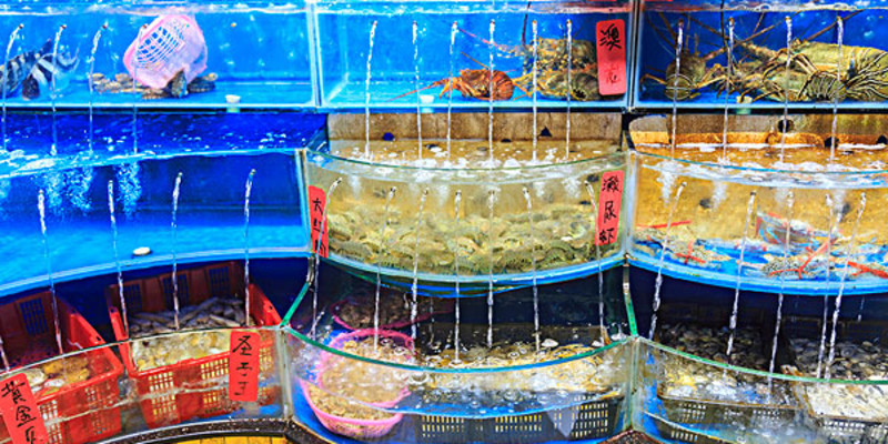 大連普蘭店水產(chǎn)品購買指南 價(jià)格、專賣店與選購地點(diǎn)詳解