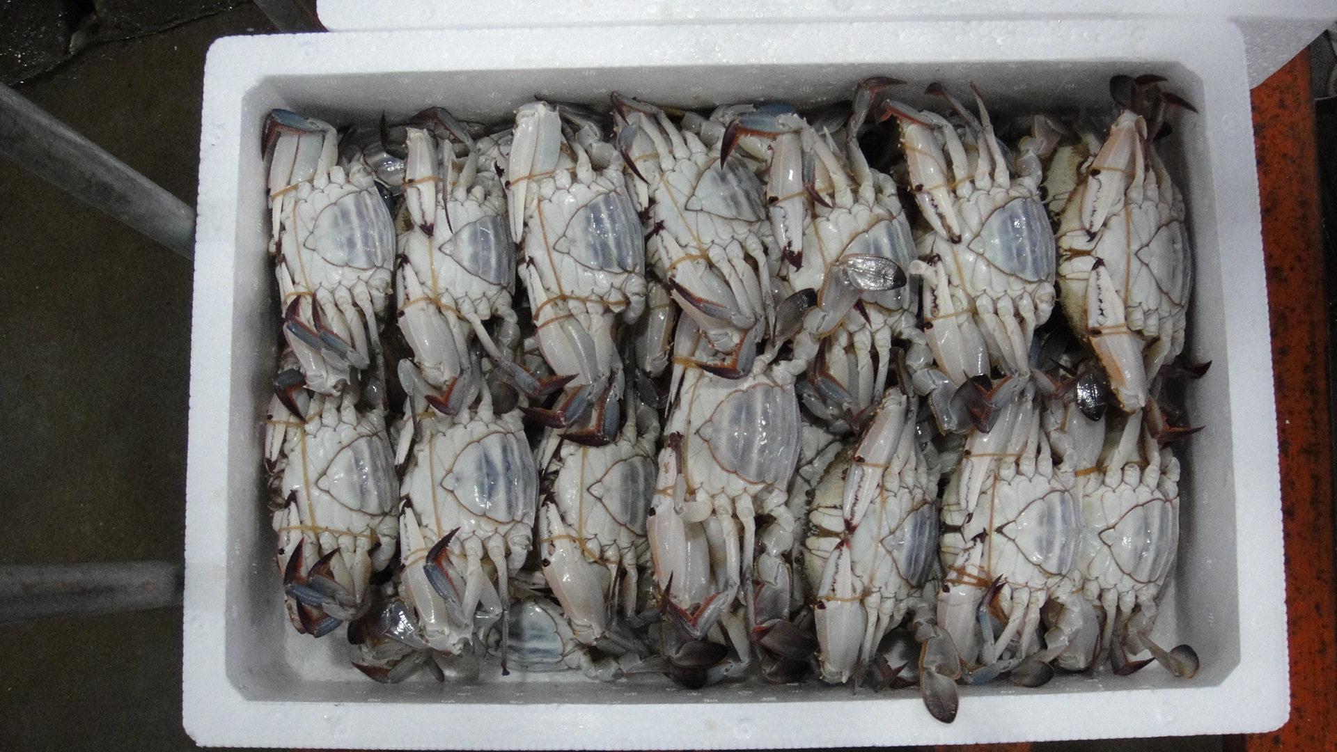 探秘水產(chǎn)品 從海洋到餐桌的健康珍饈