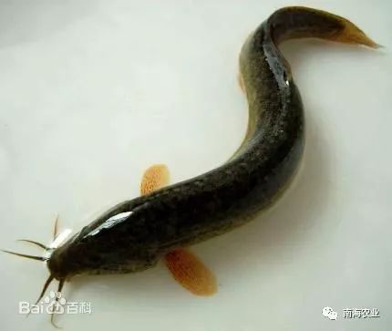 南海瑰寶 探尋優(yōu)質(zhì)水產(chǎn)品，哪一款是你的心頭好？